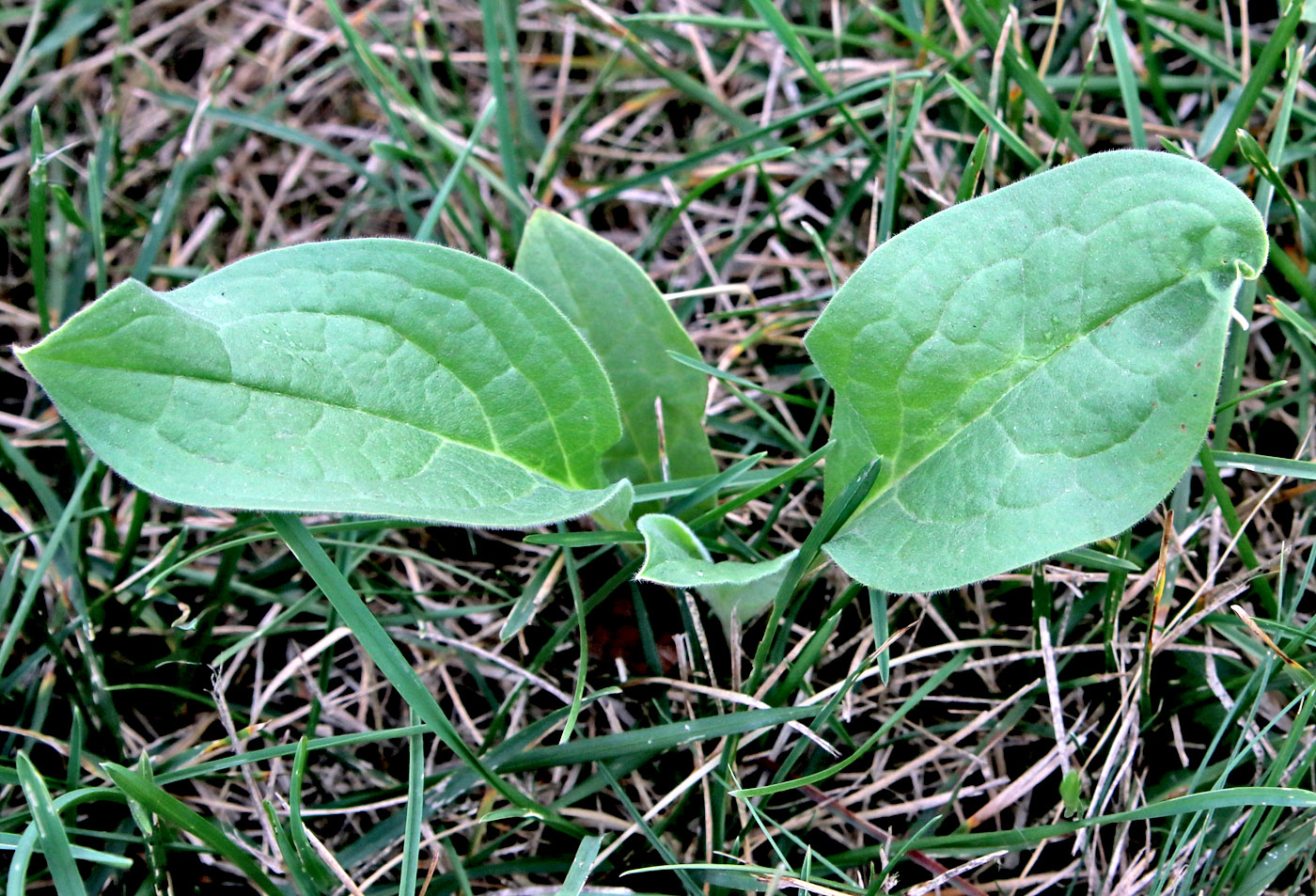 Image of Cynoglossum officinale specimen.