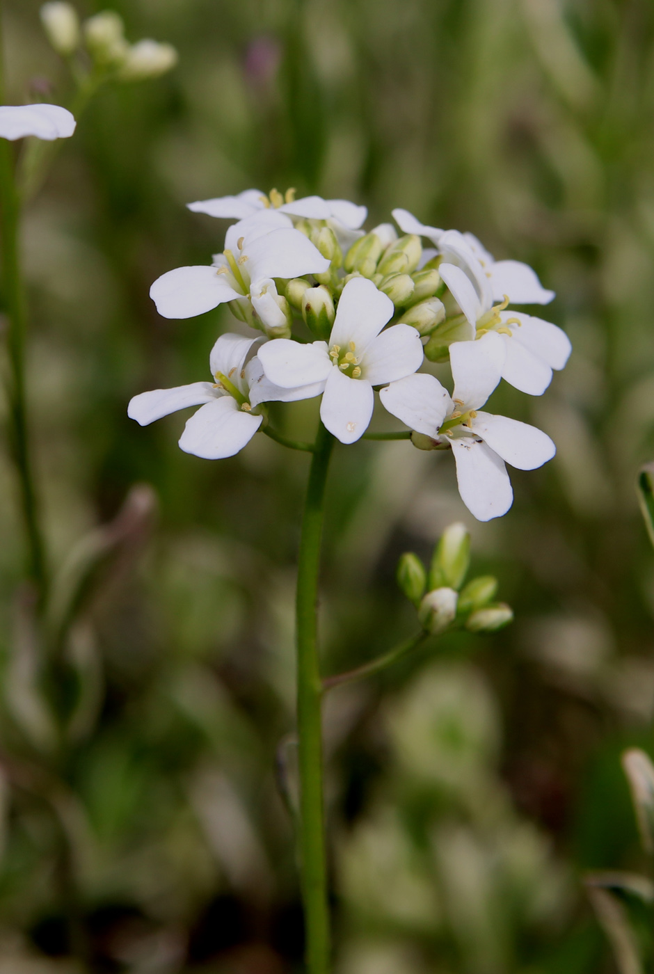 Image of Arabis ferdinandi-coburgii specimen.