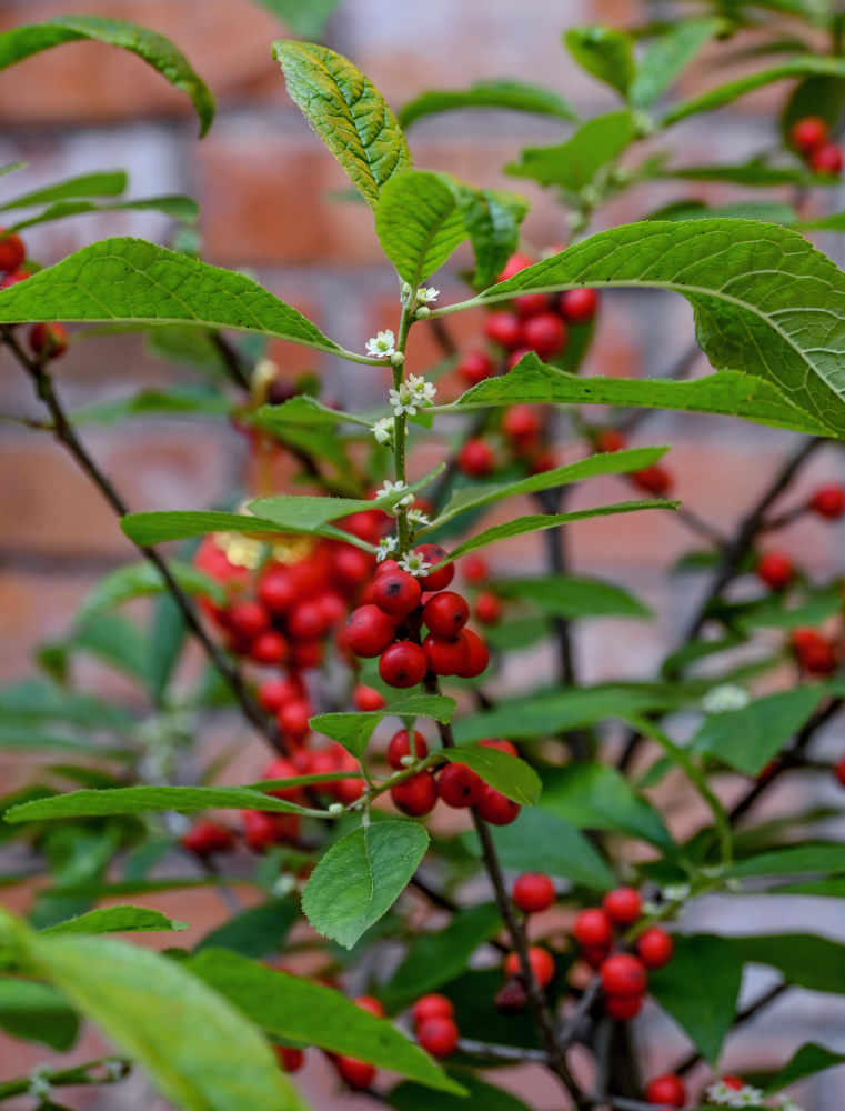 Image of Ilex verticillata specimen.