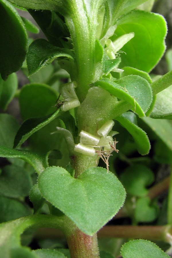 Изображение особи Theligonum cynocrambe.