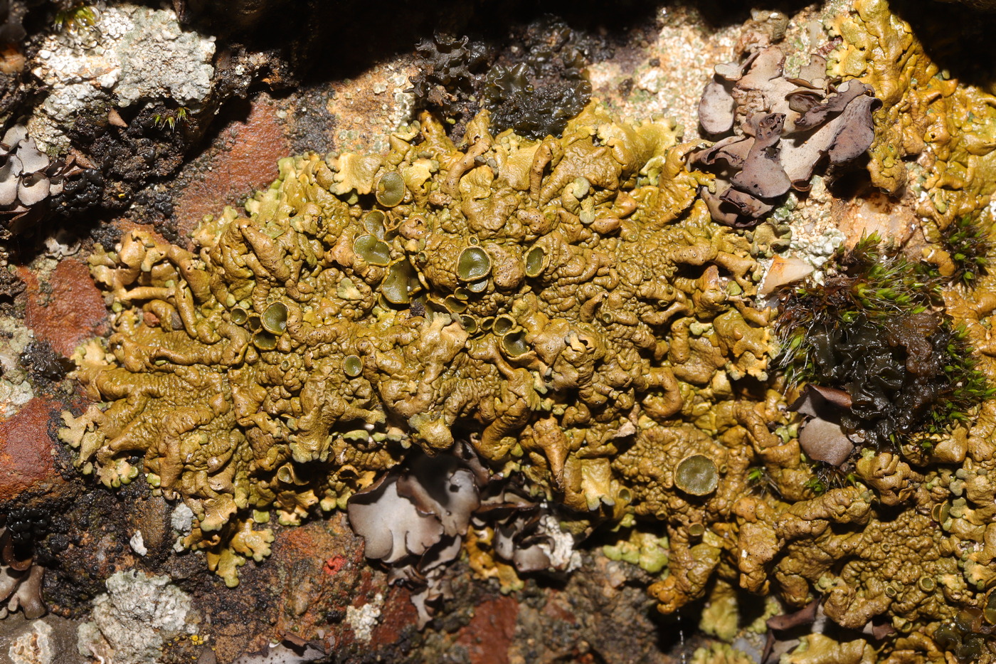 Изображение особи Neofuscelia pulla.