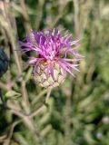Centaurea scabiosa. Расцветающее соцветие. ЛНР, окр. г. Старобельск, левый берег р. Айдар. 30 июня 2022 г.
