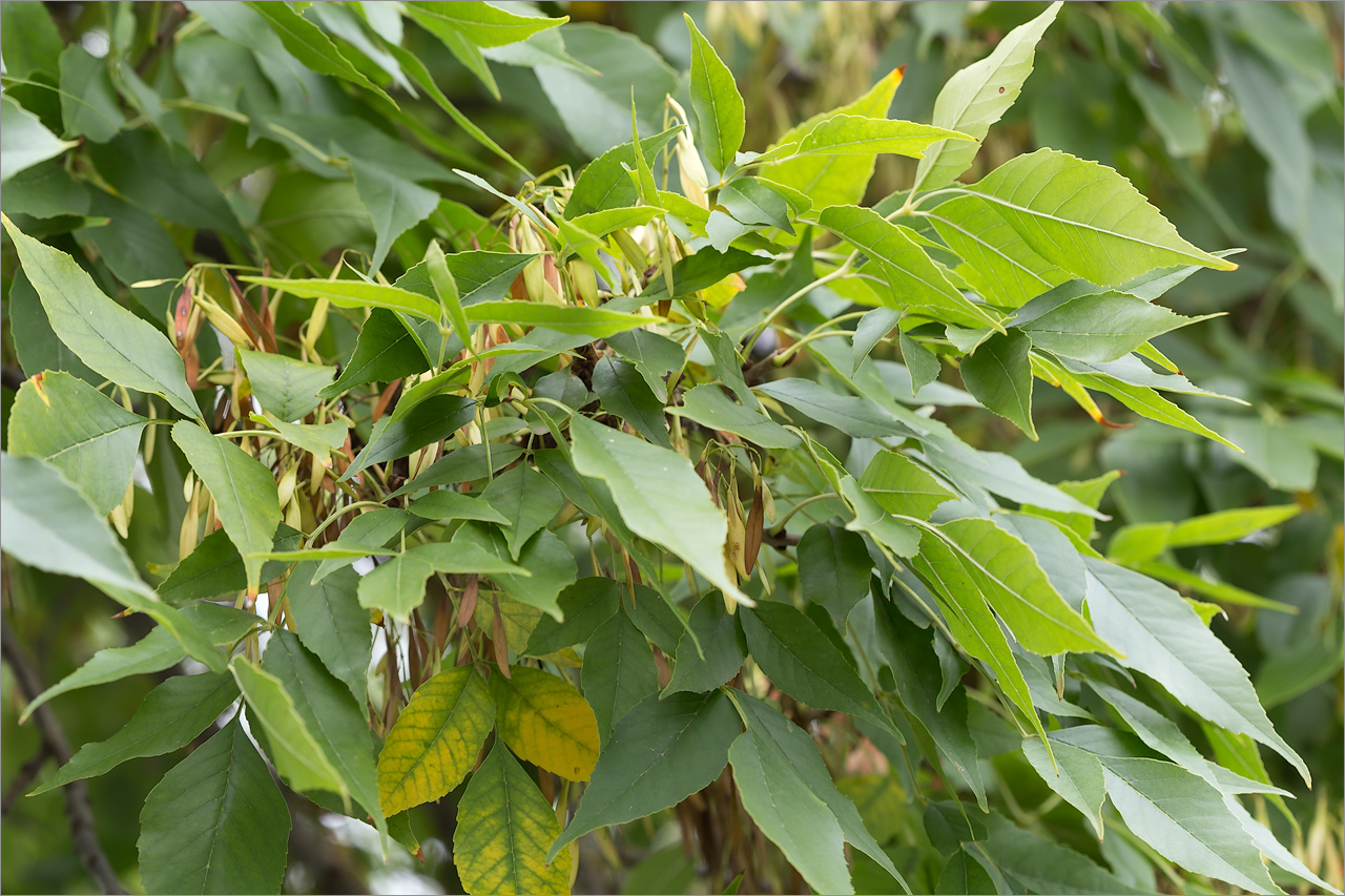 Изображение особи род Fraxinus.