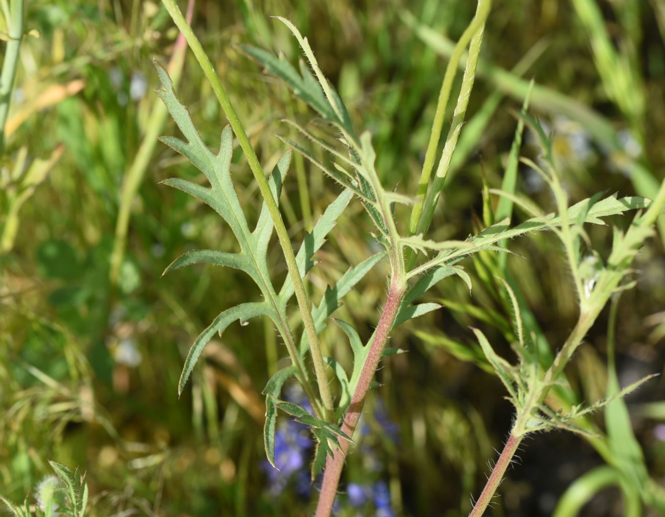 Image of Papaver macrostomum specimen.