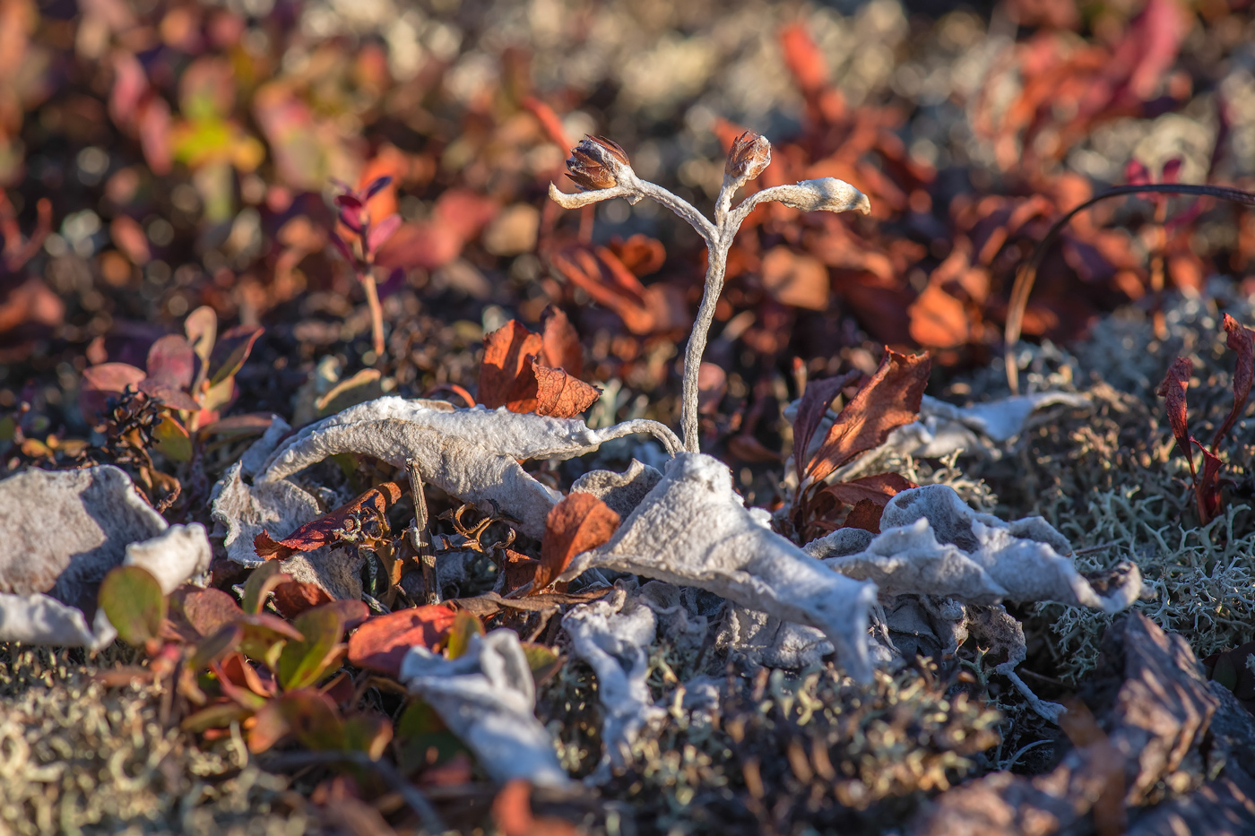 Image of Unknown species specimen.