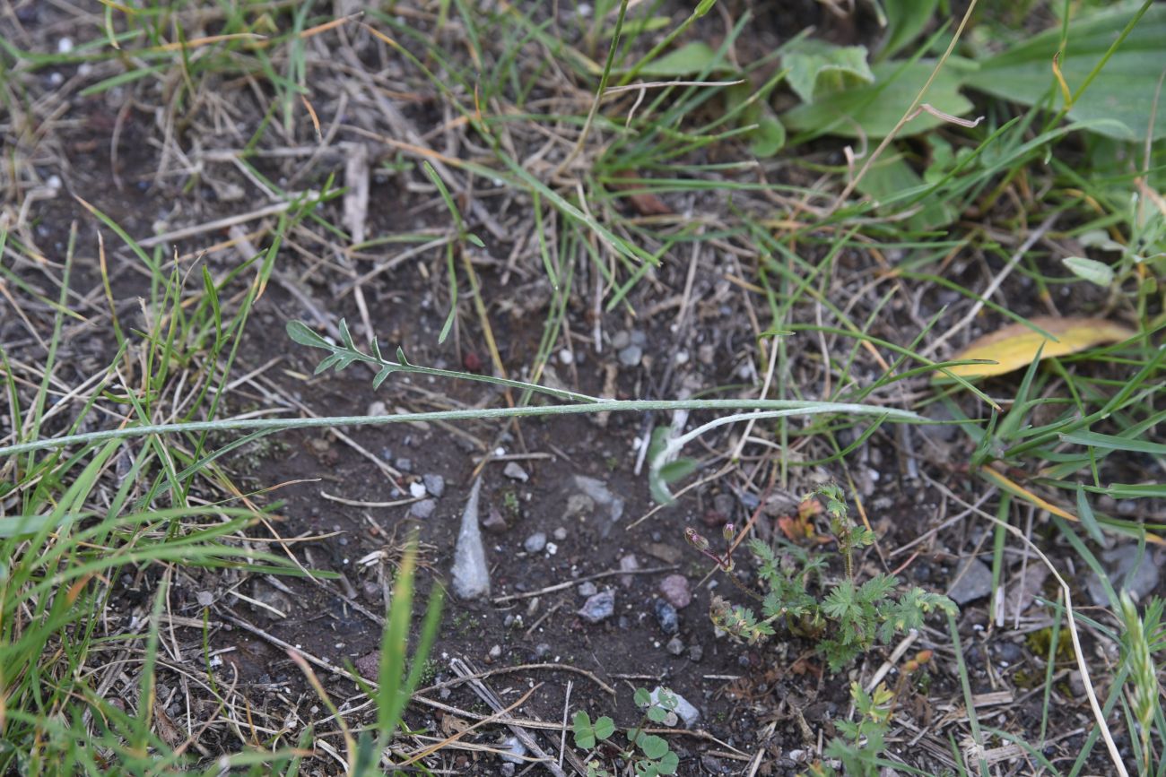 Изображение особи Неопознанный вид.