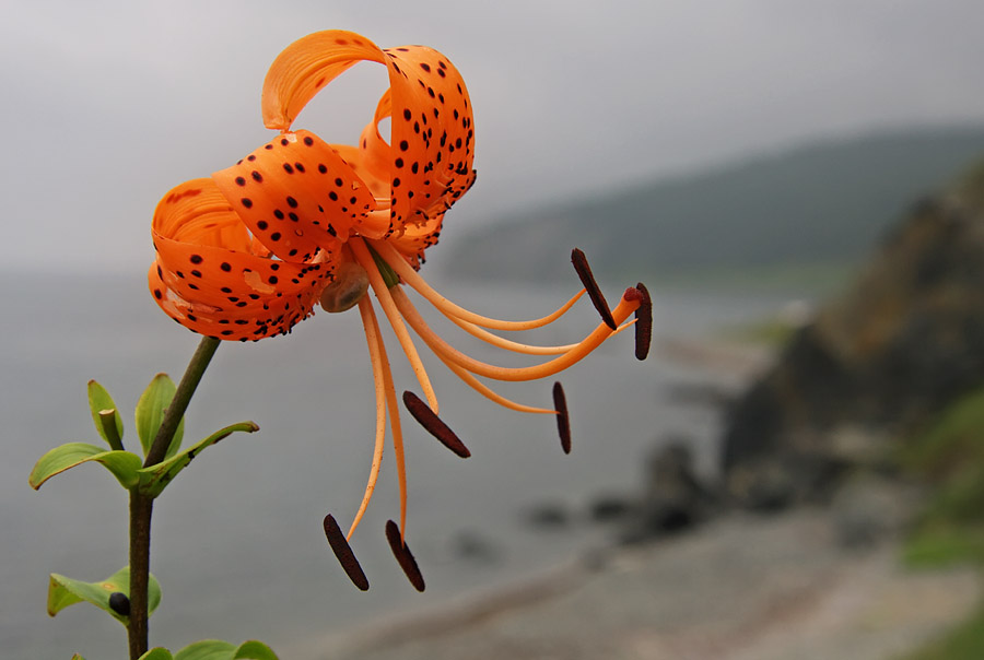 Image of Lilium lancifolium specimen.