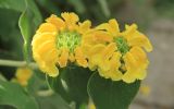 Phlomis fruticosa. Соцветия. Краснодарский край, Черноморское побережье Кавказа, г. Новороссийск. 31 мая 2025 г.