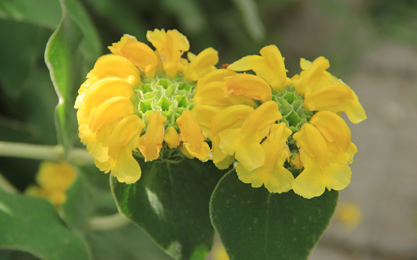 Image of Phlomis fruticosa specimen.