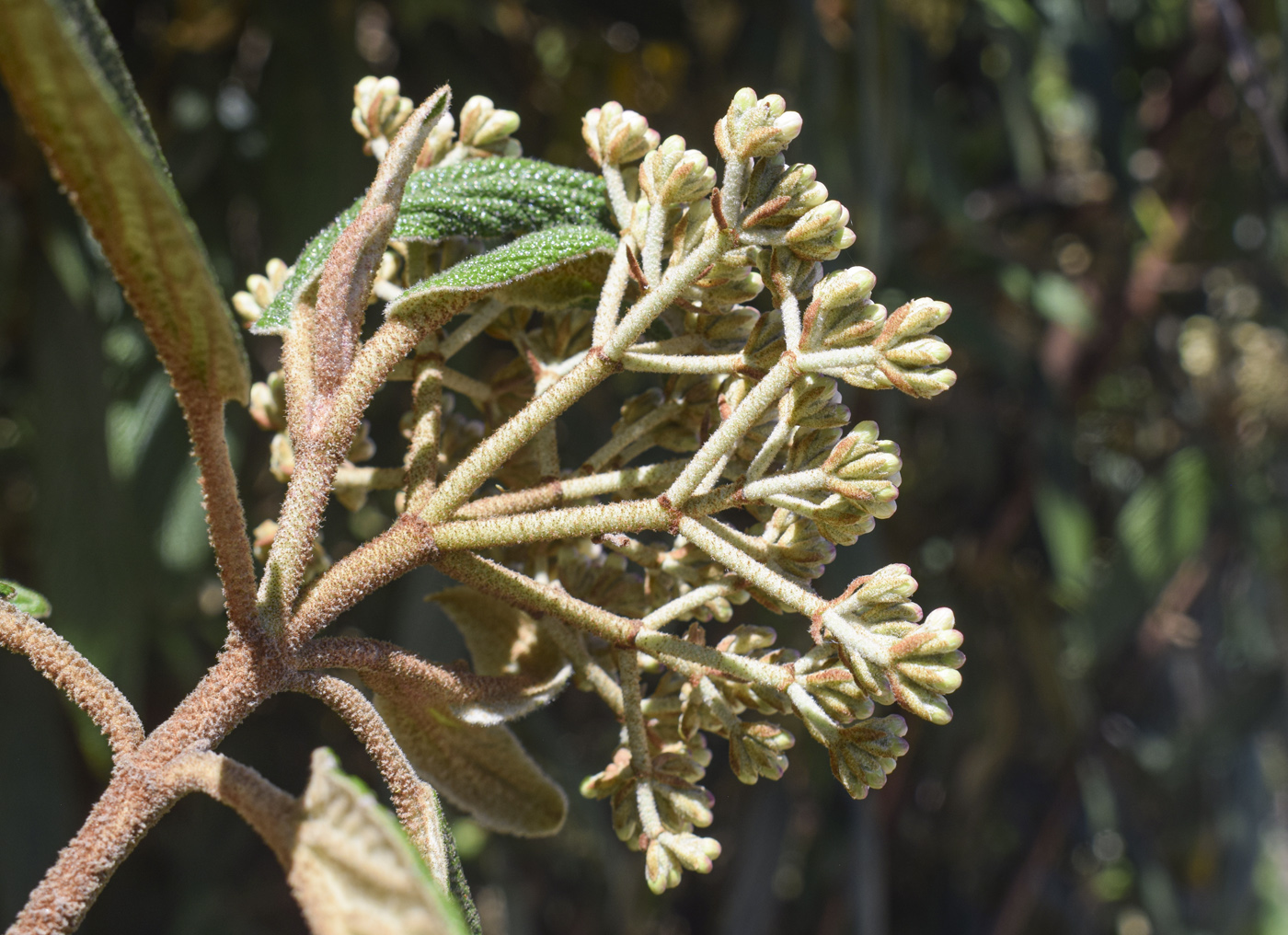 Изображение особи Viburnum rhytidophyllum.