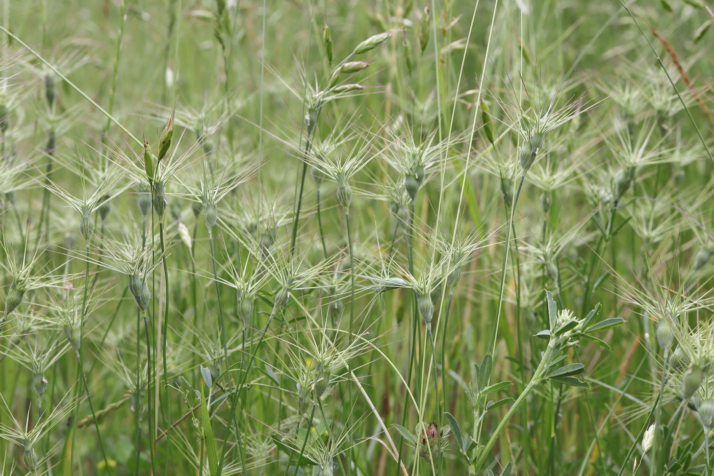 Image of Aegilops geniculata specimen.