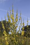 Verbascum sinuatum
