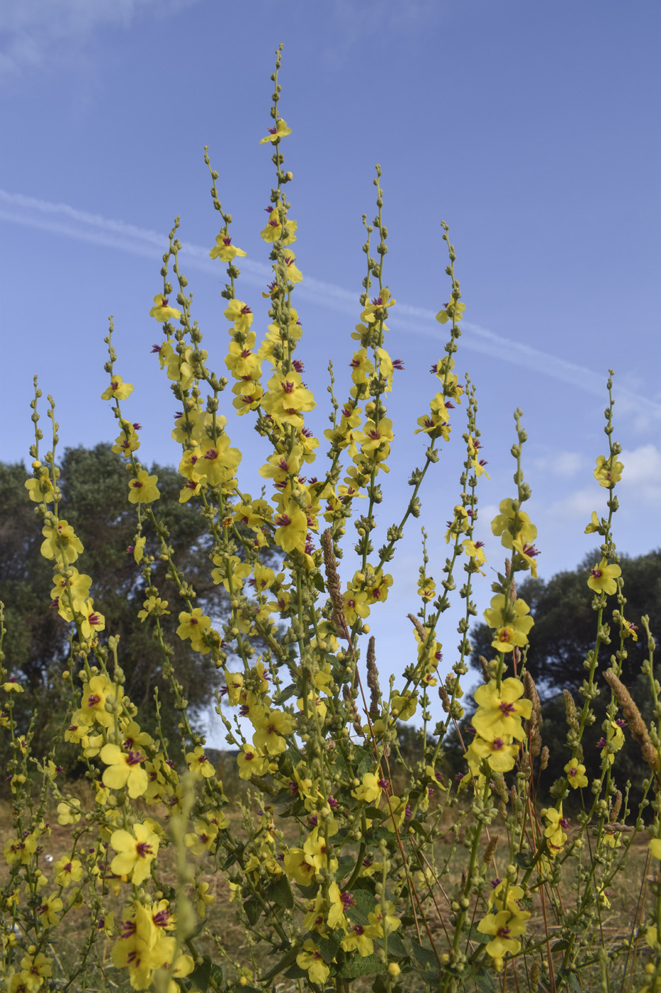 Изображение особи Verbascum sinuatum.