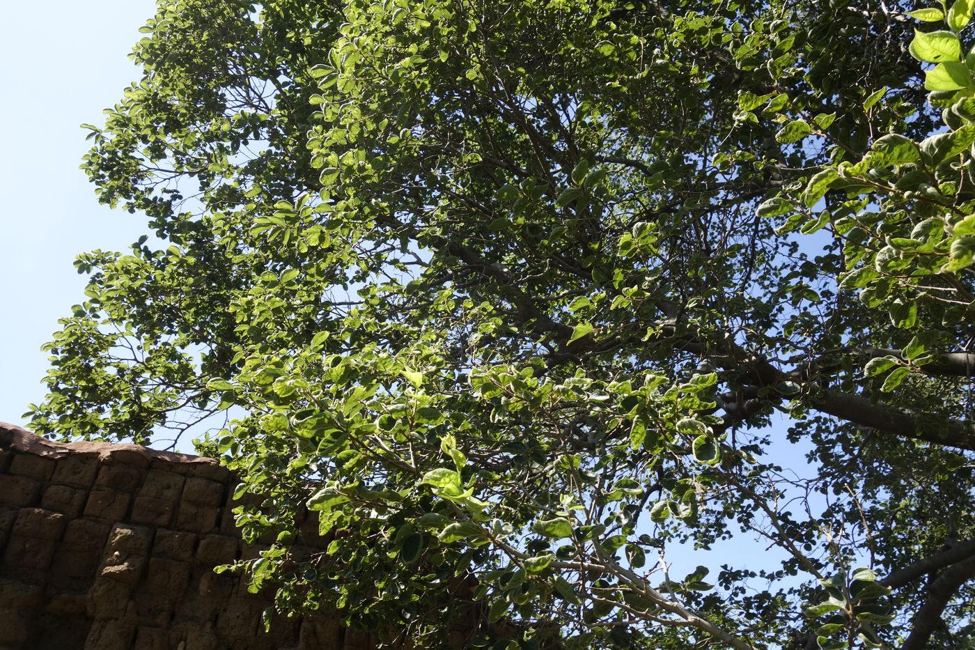Image of Unknown species specimen.