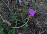 genus Centaurea. Верхушка цветущего растения. Грузия, край Самцхе-Джавахети, Ахалцихский муниципалитет, 2 км от окр. с. Гуркели, левый борт р. Цинубанисцкали, выс. 1020 м н.у.м., луг. 8 июня 2026 г.