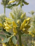 Astragalus vulpinus