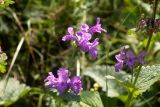 Betonica macrantha