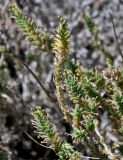 Crucianella maritima. Верхушка побега с распускающимися соцветиями. Португалия, округ Сетубал, п-ов Троя, песчаный пляж. 17.06.2026.