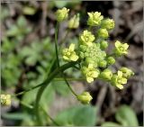 Draba nemorosa. Верхушка соцветия. Чувашия, окр. г. Шумерля, Подвенец, восточный склон оврага. 7 мая 2011 г.