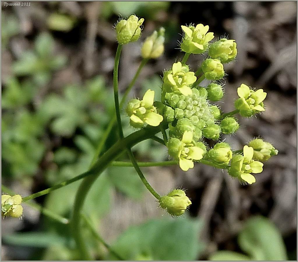 Изображение особи Draba nemorosa.