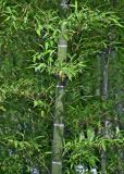 Phyllostachys pubescens. Часть побега. Китай, пров. Аньхой, национальный парк \"Хуаншань\", ≈ 1000 м н.у.м., опушка лиственного леса. 30.05.2025.