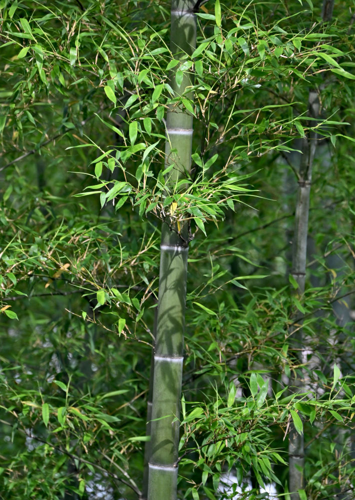 Изображение особи Phyllostachys pubescens.