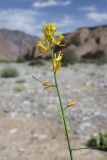 Sisymbrium brassiciforme