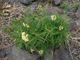 Linaria melampyroides