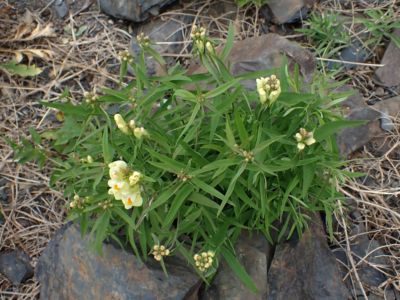 Image of Linaria melampyroides specimen.