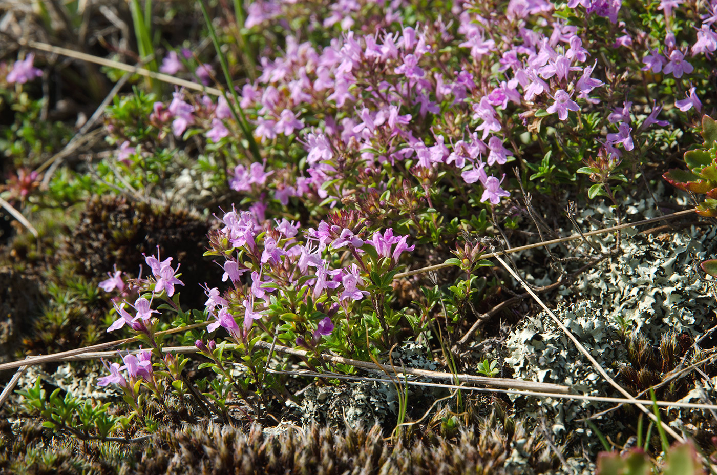 Изображение особи род Thymus.