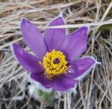 Pulsatilla taurica