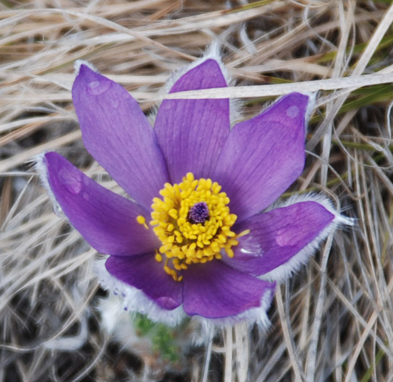 Изображение особи Pulsatilla taurica.