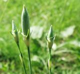 Dianthus elongatus. Бутоны. Север Краснодарского края, остепнённый склон над р. Эльбузд. 29.05.2011.