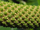 Acorus calamus
