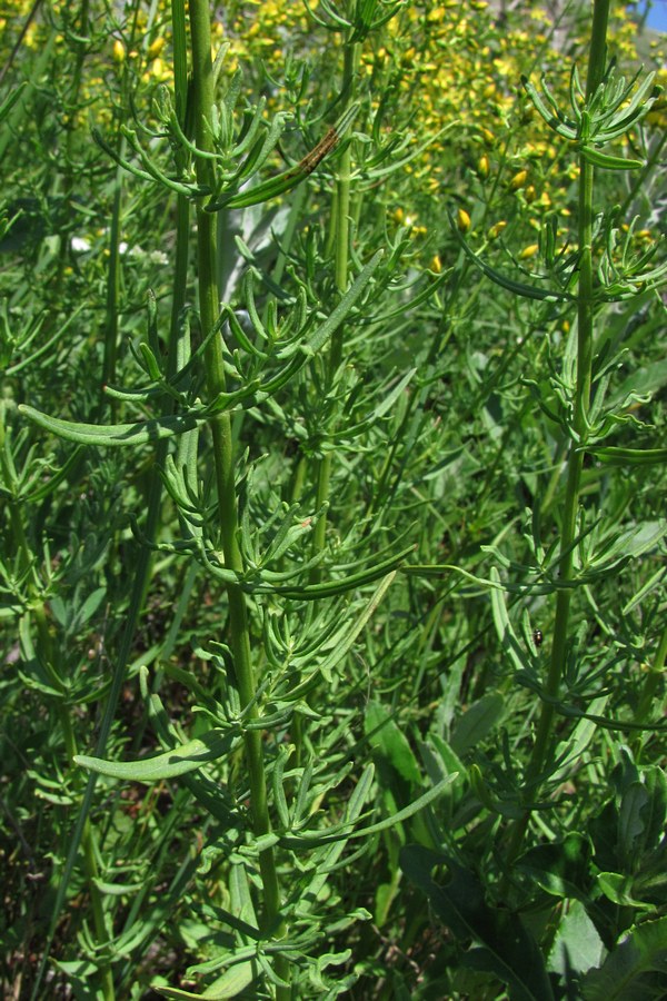 Image of Hypericum lydium specimen.