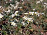 Polygonum arenarium