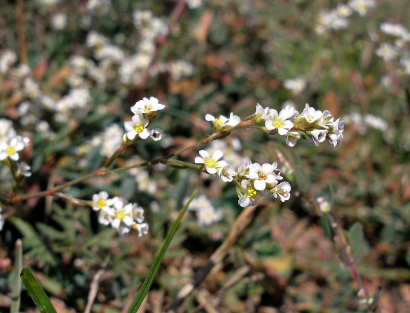 Изображение особи Polygonum arenarium.