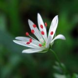 Stellaria palustris