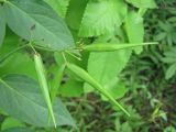 Vincetoxicum hirundinaria
