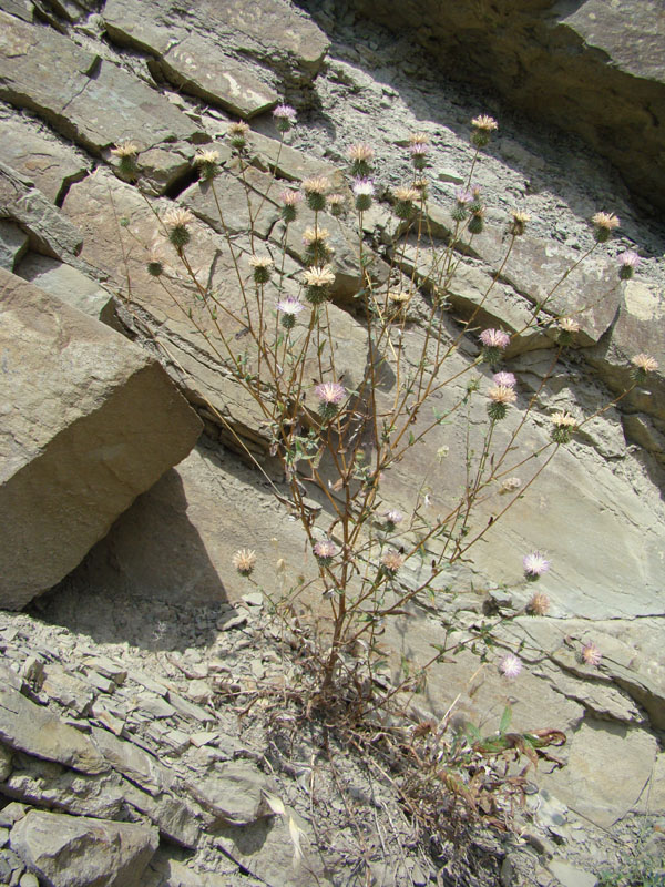 Image of Cousinia waldheimiana specimen.