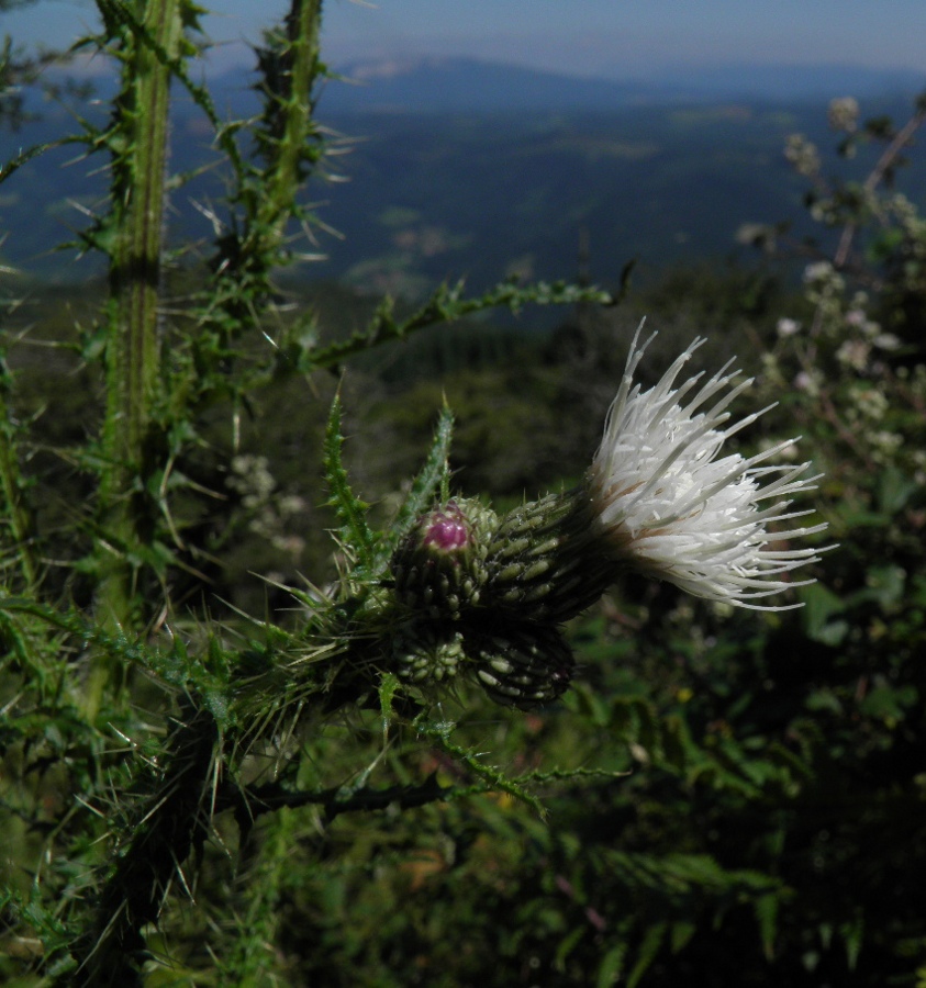 Изображение особи род Cirsium.