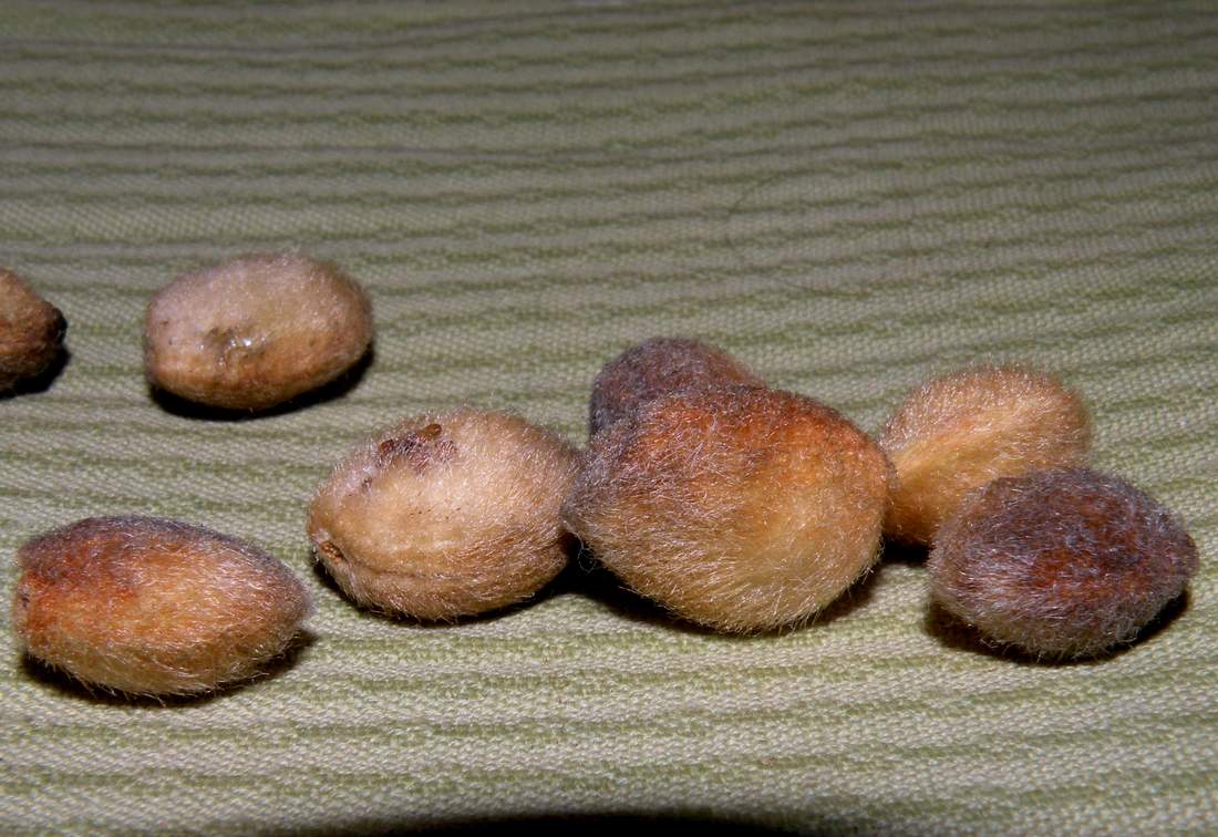 Image of Amygdalus nana specimen.