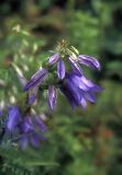 Campanula rapunculoides