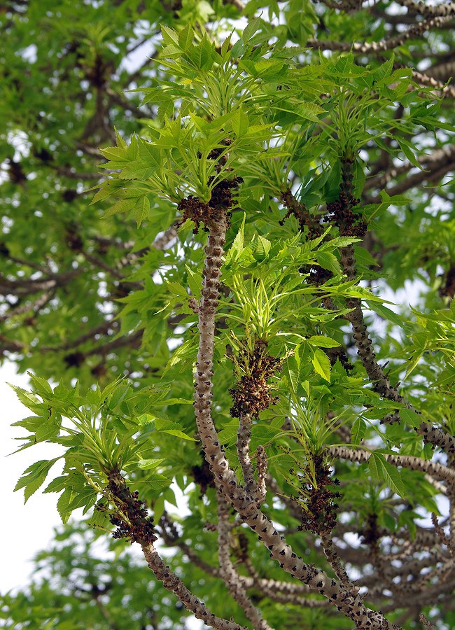 Image of Fraxinus sogdiana specimen.