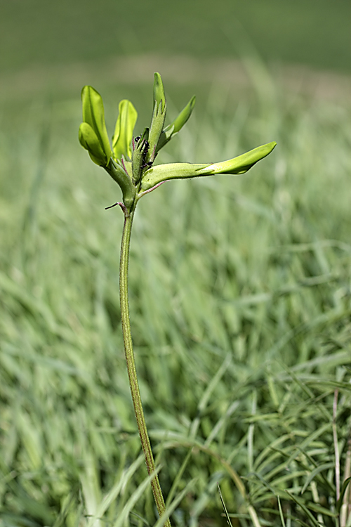 Изображение особи Astragalus viridiflorus.
