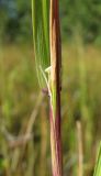 Calamagrostis neglecta