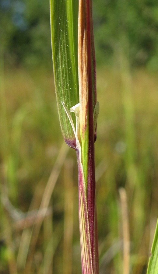 Image of Calamagrostis neglecta specimen.