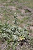 genus Cousinia. Зацветающее растение. Таджикистан, предгорья Гиссарского хр., Северные холмы. 02.05.2011.