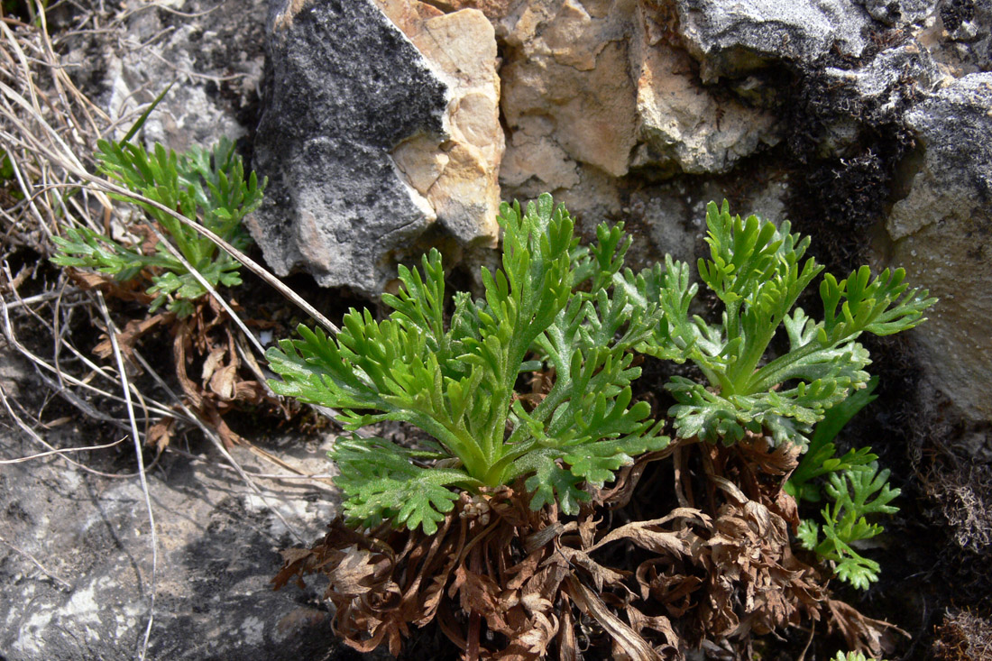 Image of Chrysanthemum zawadskii specimen.
