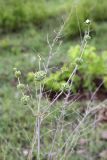 Phlomoides kaufmanniana